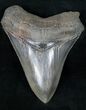 Fossil Megalodon Tooth - Medway Sound #12293-1